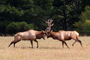 Elk battling on land near Bridger Bowl and Bozeman Montana