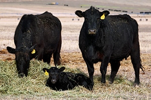cows_and_calf