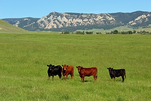 blog_irrigation-_cattle-ed