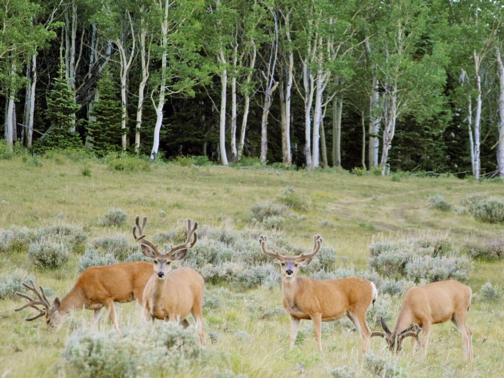Hunting and Recreation on Indian Head Ranch in Utah | Sold by Swan Land