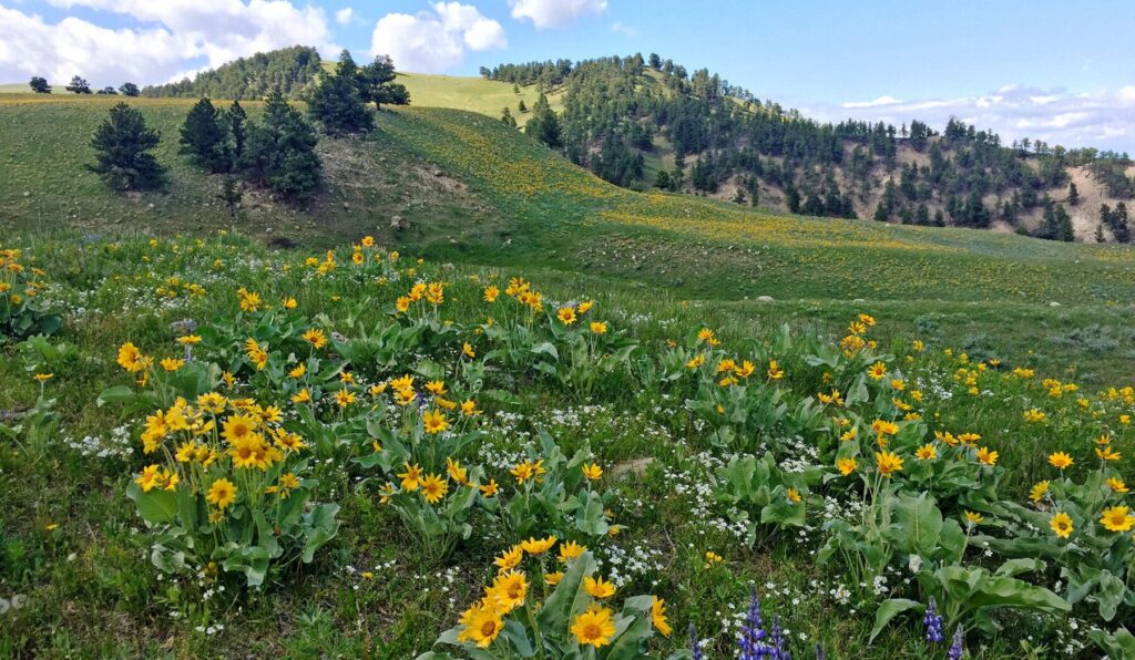Beautiful Conserved Thom Ranch in Wyoming | Sold by Swan Land Company