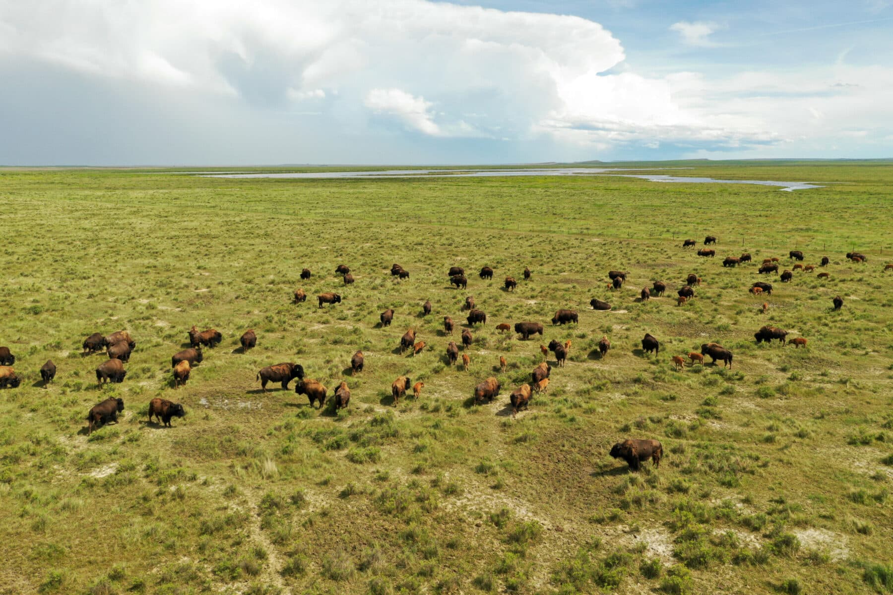 A large herd of bison grazes on a vast, open grassland under a partly cloudy sky, with distant water and flat horizon—an ideal setting for a premier hunting property or cattle ranch.