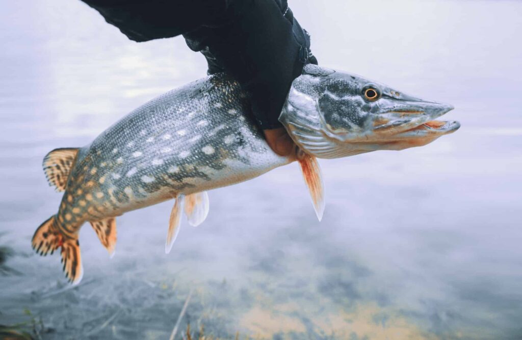 Pike in the hand of a fisherman.