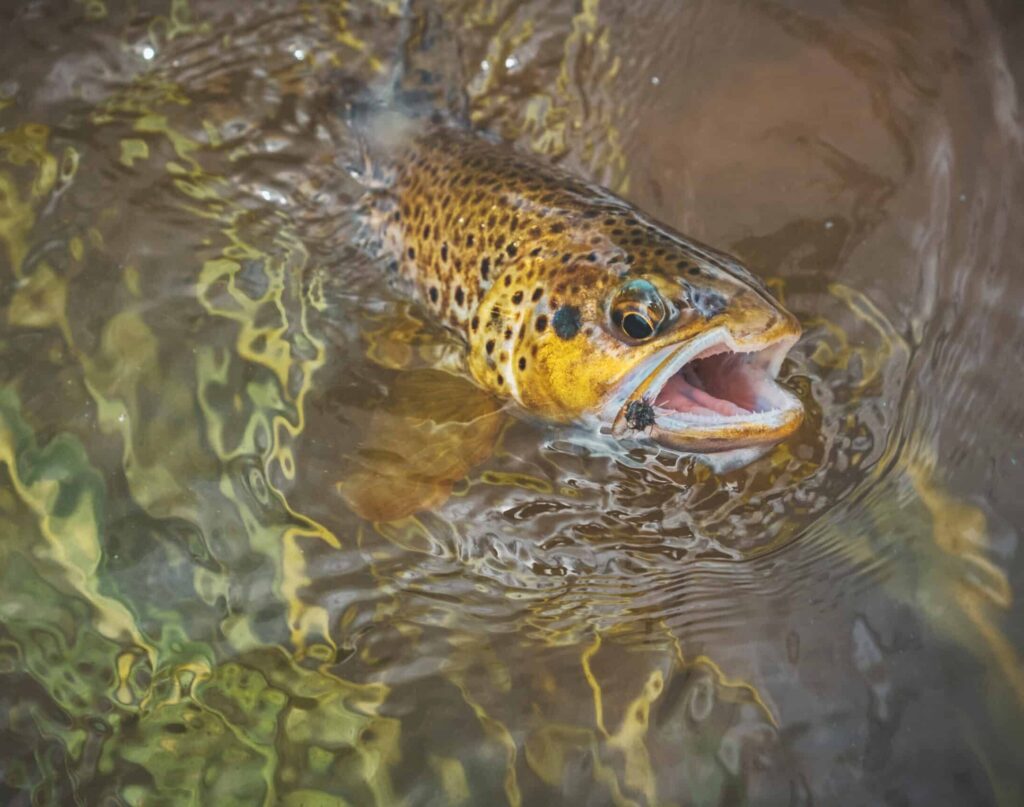 Beautiful trout in the hands of the angler.