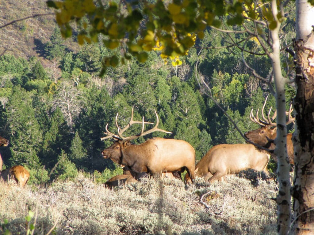 Ranch Cattle on Range Valley Mountain